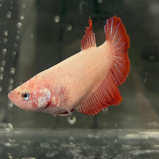 the-fish-farm Female Betta Female Betta - One Only - J Choose your own Female Betta at The Fish Farm Australia