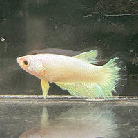 the-fish-farm Female Betta Female Betta - One Only - J Choose your own Female Betta at The Fish Farm Australia
