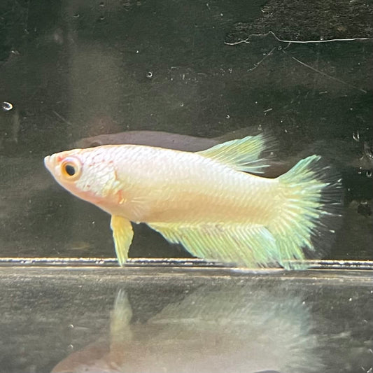 the-fish-farm Female Betta Female Betta - One Only - J Choose your own Female Betta at The Fish Farm Australia