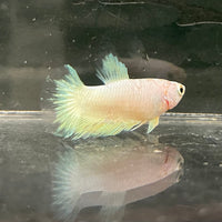 the-fish-farm Female Betta Female Betta - One Only - J Choose your own Female Betta at The Fish Farm Australia