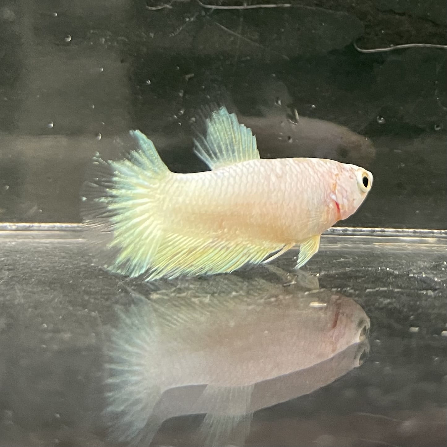 the-fish-farm Female Betta Female Betta - One Only - J Choose your own Female Betta at The Fish Farm Australia