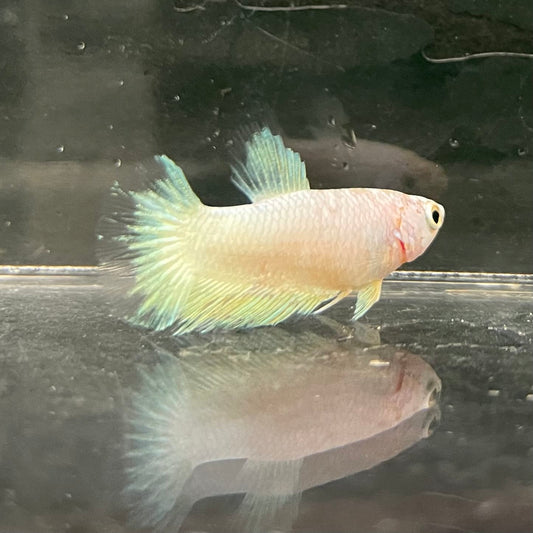 the-fish-farm Female Betta Female Betta - One Only - J Choose your own Female Betta at The Fish Farm Australia