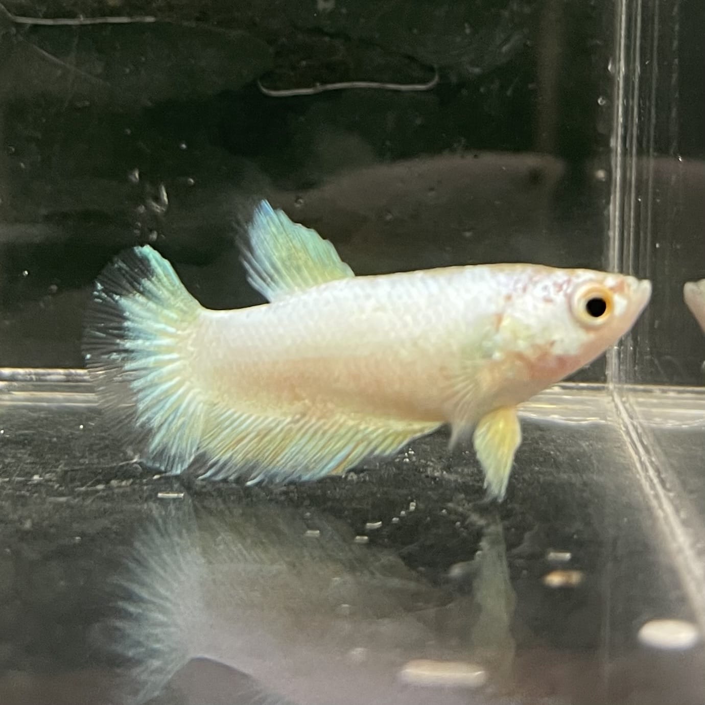 the-fish-farm Female Betta Female Betta - One Only - J Choose your own Female Betta at The Fish Farm Australia