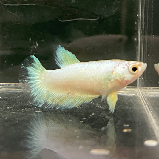 the-fish-farm Female Betta Female Betta - One Only - J Choose your own Female Betta at The Fish Farm Australia