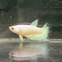the-fish-farm Female Betta Female Betta - One Only - J Choose your own Female Betta at The Fish Farm Australia