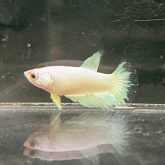 the-fish-farm Female Betta Female Betta - One Only - J Choose your own Female Betta at The Fish Farm Australia