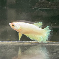 the-fish-farm Female Betta Female Betta - One Only - J Choose your own Female Betta at The Fish Farm Australia