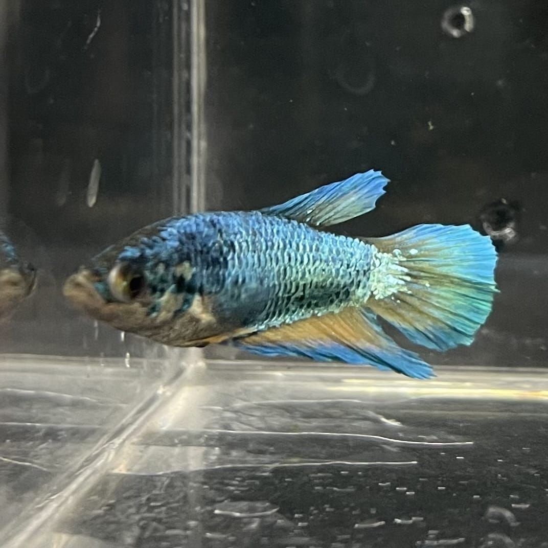 the-fish-farm Female Betta Female Betta - One Only - J Choose your own Female Betta at The Fish Farm Australia