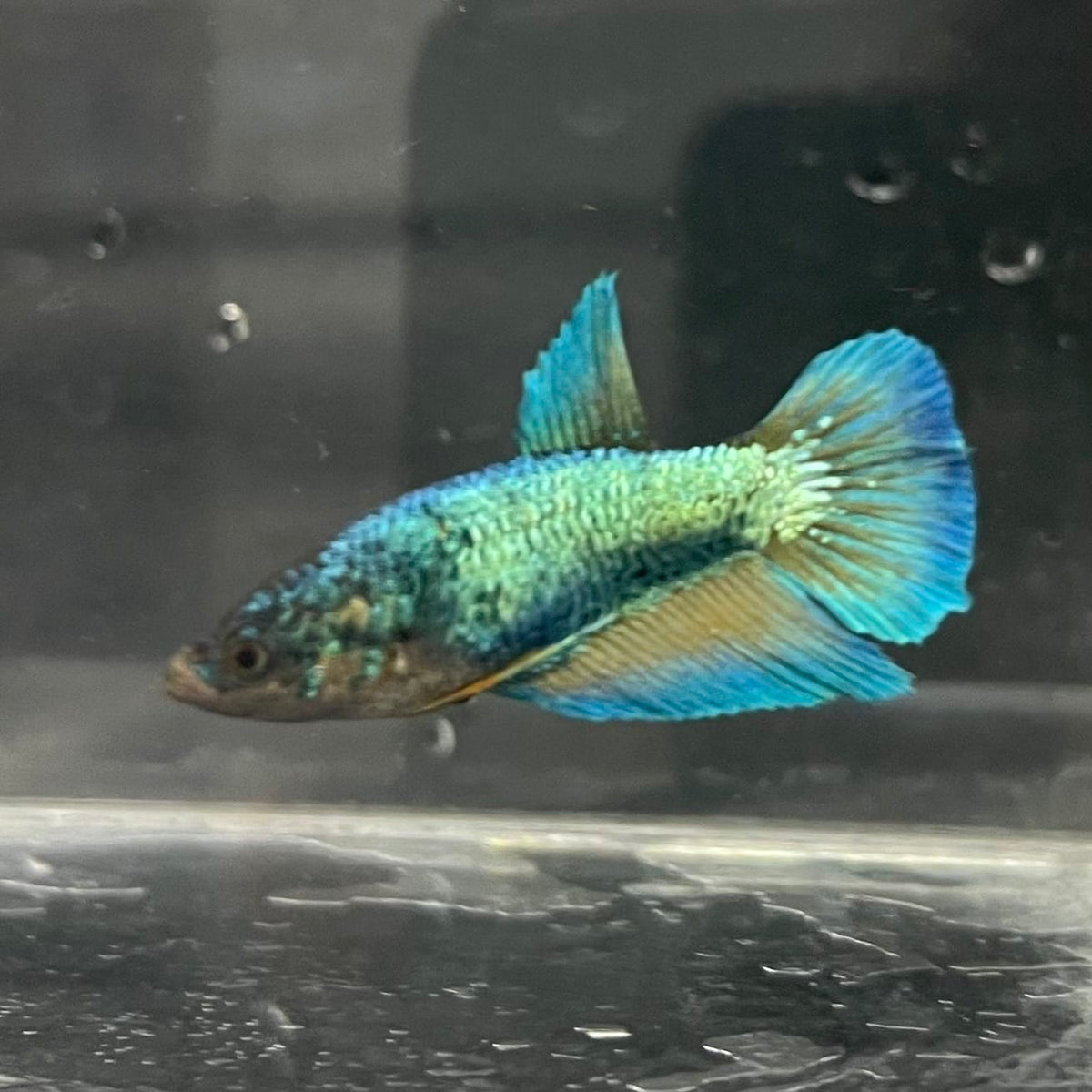 the-fish-farm Female Betta Female Betta - One Only - J Choose your own Female Betta at The Fish Farm Australia