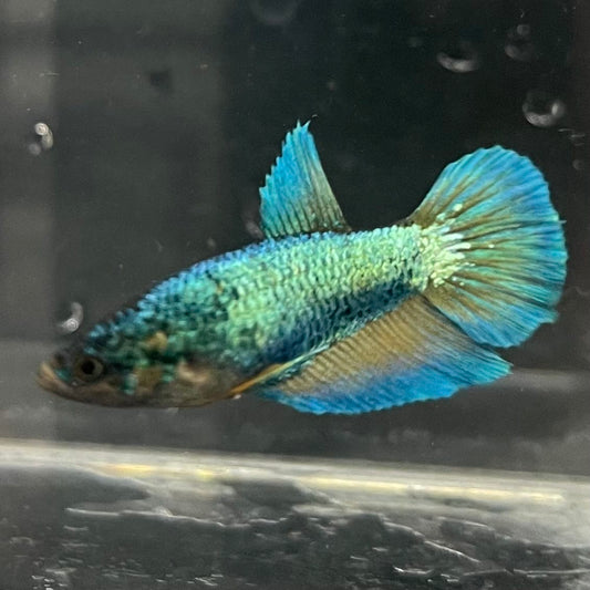 the-fish-farm Female Betta Female Betta - One Only - J Choose your own Female Betta at The Fish Farm Australia