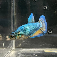 the-fish-farm Female Betta Female Betta - One Only - J Choose your own Female Betta at The Fish Farm Australia