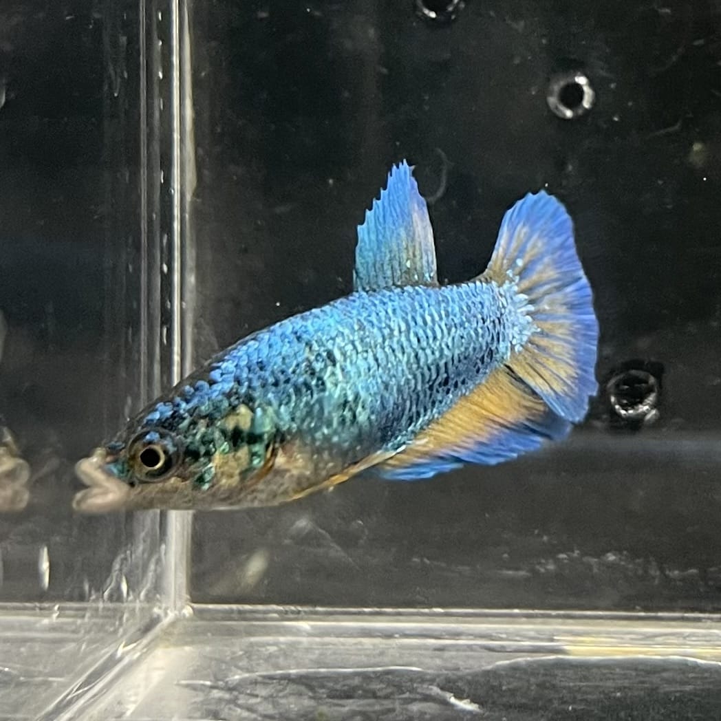 the-fish-farm Female Betta Female Betta - One Only - J Choose your own Female Betta at The Fish Farm Australia