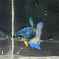 the-fish-farm Female Betta Female Betta - One Only - J Choose your own Female Betta at The Fish Farm Australia