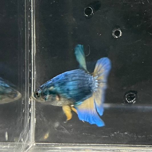 the-fish-farm Female Betta Female Betta - One Only - J Choose your own Female Betta at The Fish Farm Australia
