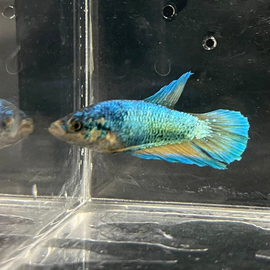the-fish-farm Female Betta Female Betta - One Only - J Choose your own Female Betta at The Fish Farm Australia