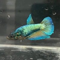 the-fish-farm Female Betta Female Betta - One Only - J Choose your own Female Betta at The Fish Farm Australia