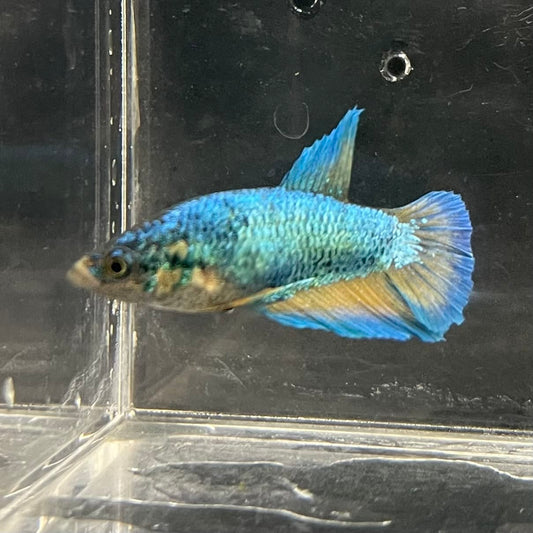 the-fish-farm Female Betta Female Betta - One Only - J Choose your own Female Betta at The Fish Farm Australia