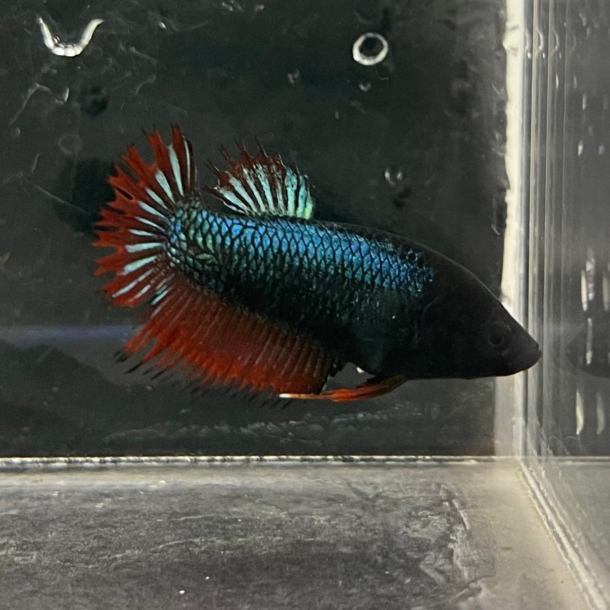 the-fish-farm Female Betta Female Betta - One Only - J Choose your own Female Betta at The Fish Farm Australia