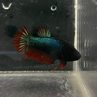 the-fish-farm Female Betta Female Betta - One Only - J Choose your own Female Betta at The Fish Farm Australia