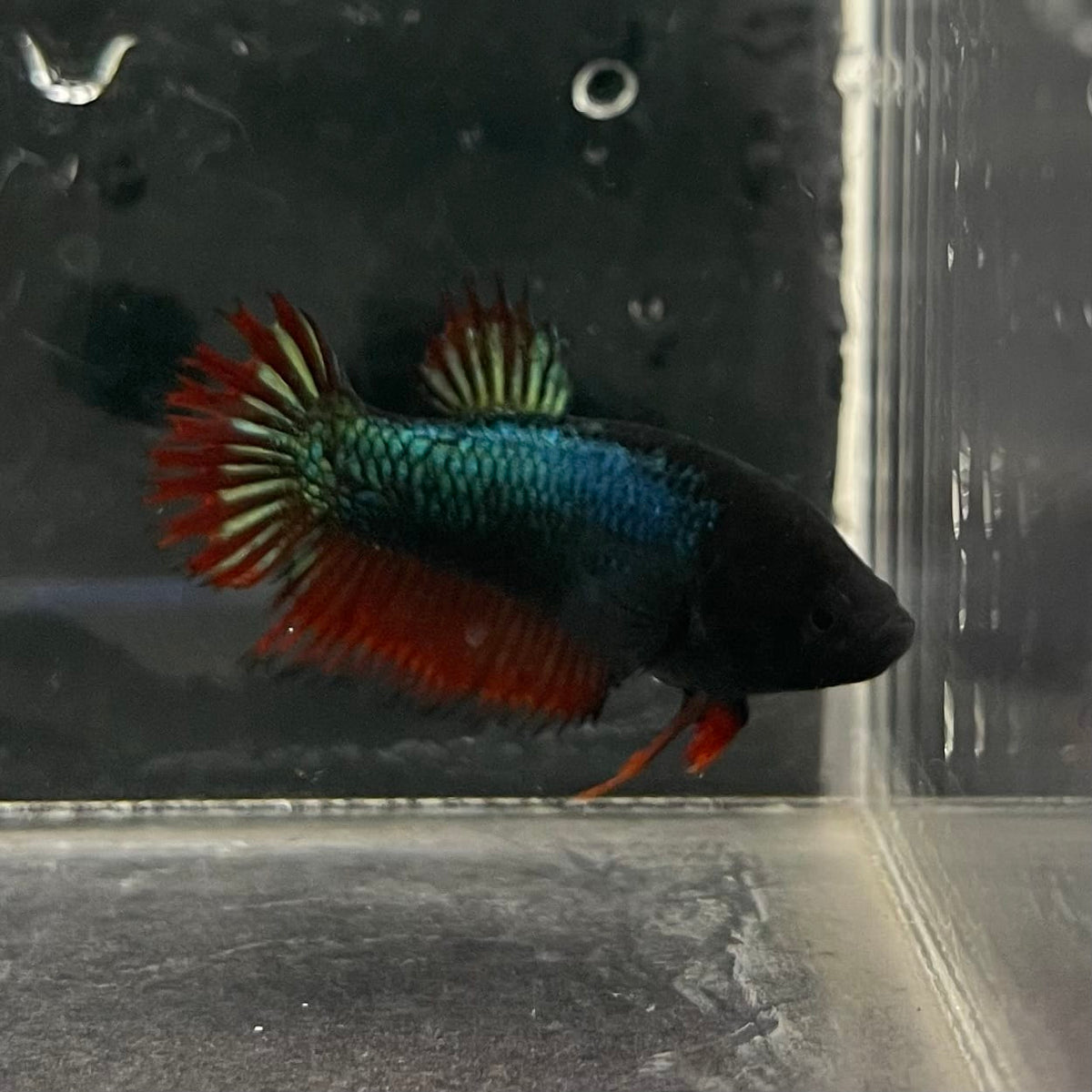 the-fish-farm Female Betta Female Betta - One Only - J Choose your own Female Betta at The Fish Farm Australia