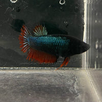 the-fish-farm Female Betta Female Betta - One Only - J Choose your own Female Betta at The Fish Farm Australia