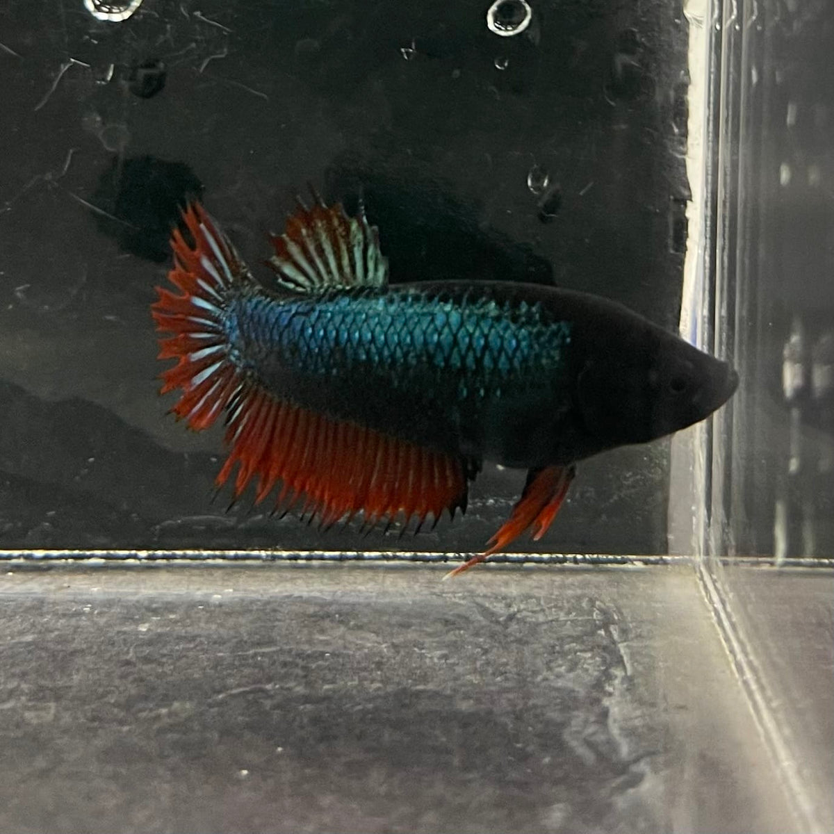 the-fish-farm Female Betta Female Betta - One Only - J Choose your own Female Betta at The Fish Farm Australia