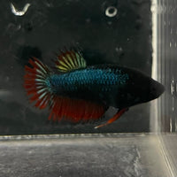 the-fish-farm Female Betta Female Betta - One Only - J Choose your own Female Betta at The Fish Farm Australia