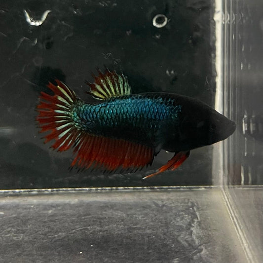 the-fish-farm Female Betta Female Betta - One Only - J Choose your own Female Betta at The Fish Farm Australia