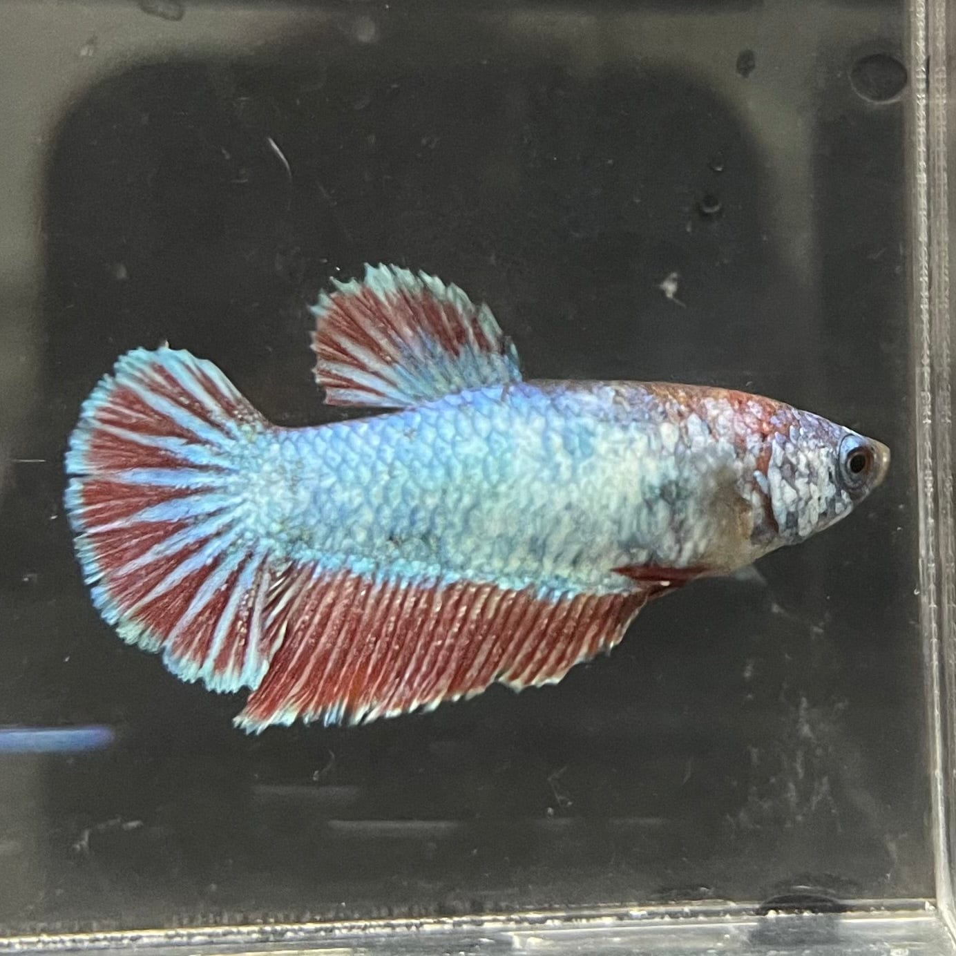 the-fish-farm Female Betta Female Betta - One Only - K Choose your own Female Betta at The Fish Farm Australia