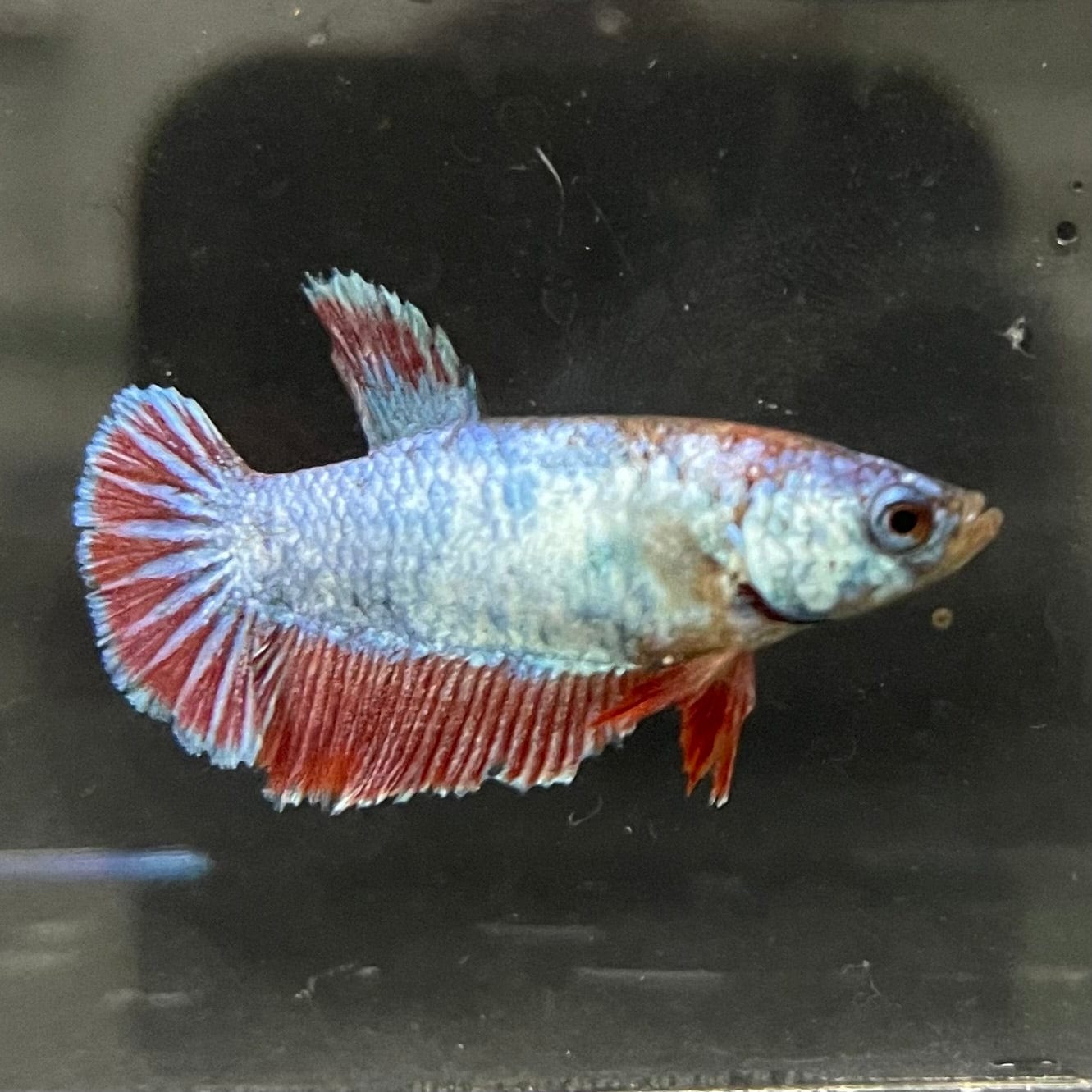 the-fish-farm Female Betta Female Betta - One Only - K Choose your own Female Betta at The Fish Farm Australia