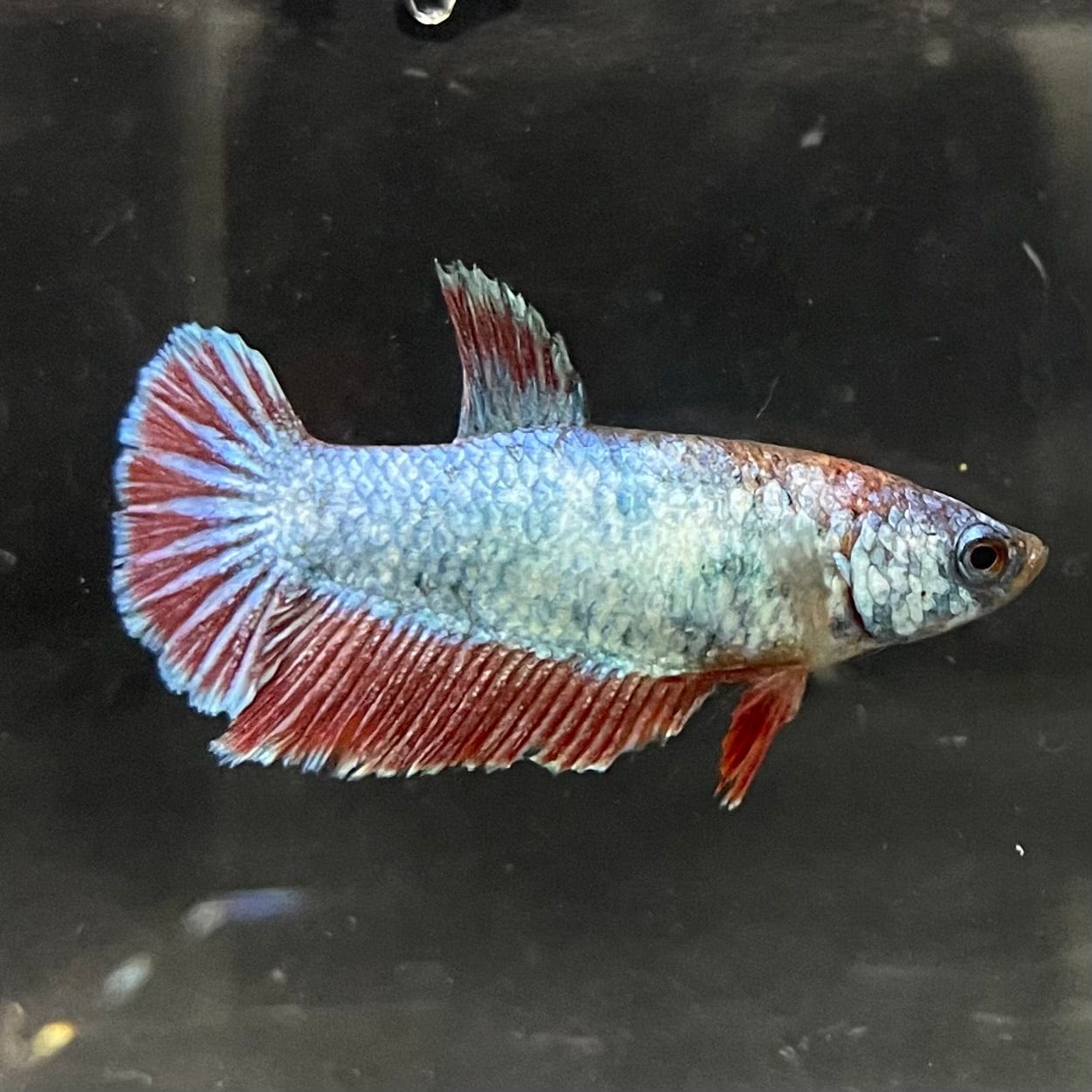 the-fish-farm Female Betta Female Betta - One Only - K Choose your own Female Betta at The Fish Farm Australia