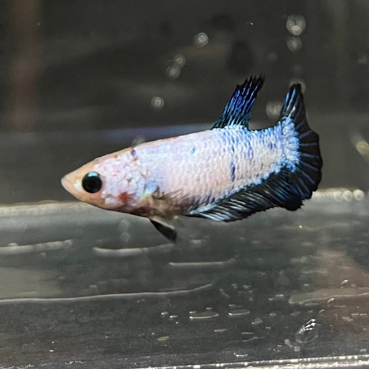 the-fish-farm Female Betta Female Betta - One Only - K Choose your own Female Betta at The Fish Farm Australia