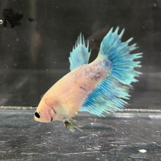 the-fish-farm Female Betta Female Betta - One Only - K Choose your own Female Betta at The Fish Farm Australia