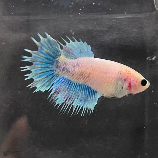the-fish-farm Female Betta Female Betta - One Only - K Choose your own Female Betta at The Fish Farm Australia