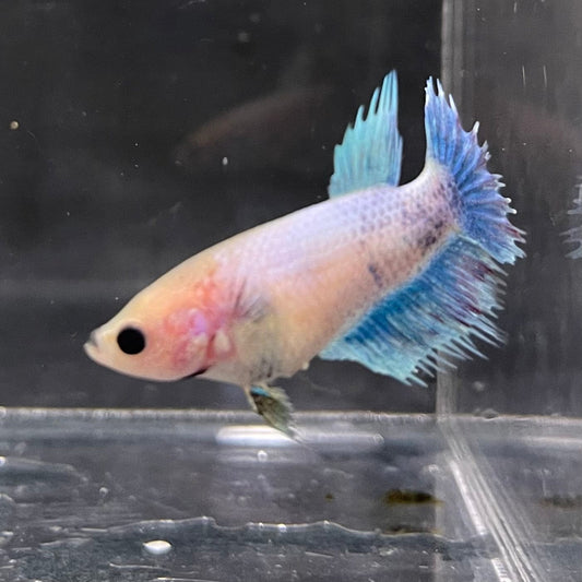 the-fish-farm Female Betta Female Betta - One Only - K Choose your own Female Betta at The Fish Farm Australia