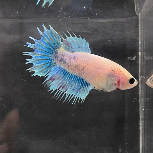 the-fish-farm Female Betta Female Betta - One Only - K Choose your own Female Betta at The Fish Farm Australia