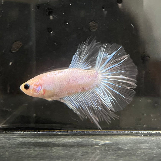 the-fish-farm Female Betta Female Betta - One Only - K Choose your own Female Betta at The Fish Farm Australia