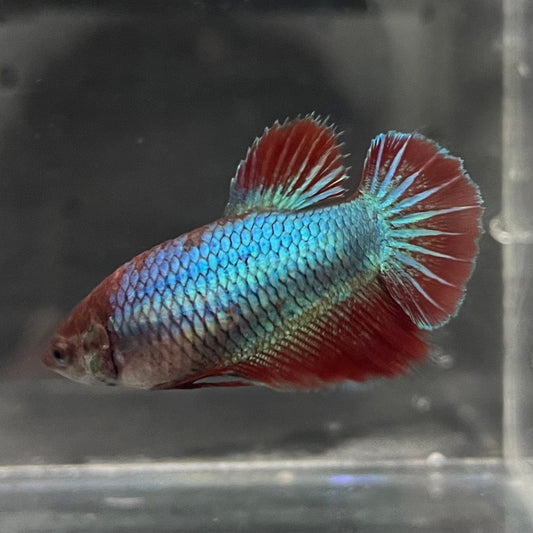 the-fish-farm Female Betta Female Betta - One Only - K Choose your own Female Betta at The Fish Farm Australia