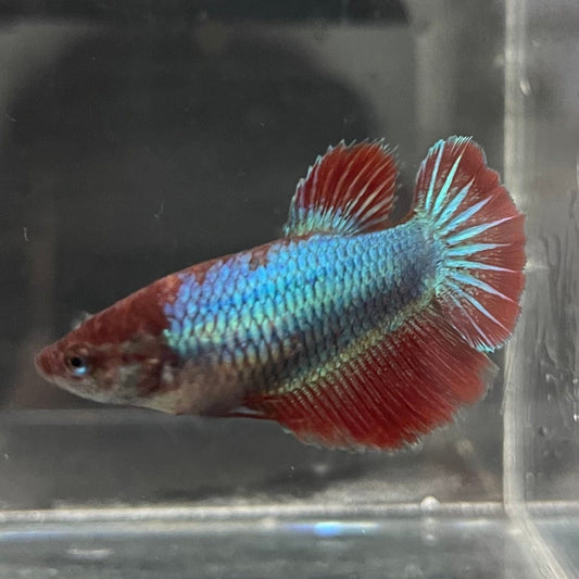the-fish-farm Female Betta Female Betta - One Only - K Choose your own Female Betta at The Fish Farm Australia
