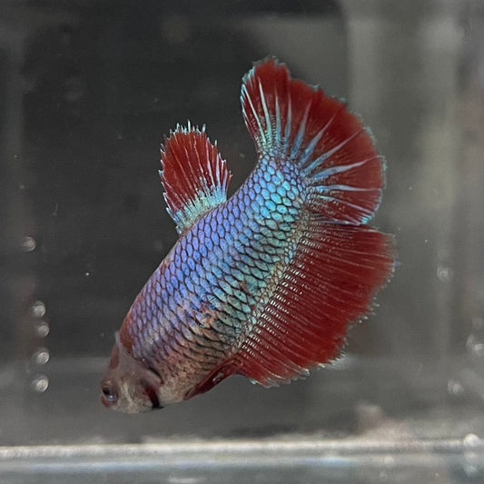 the-fish-farm Female Betta Female Betta - One Only - K Choose your own Female Betta at The Fish Farm Australia