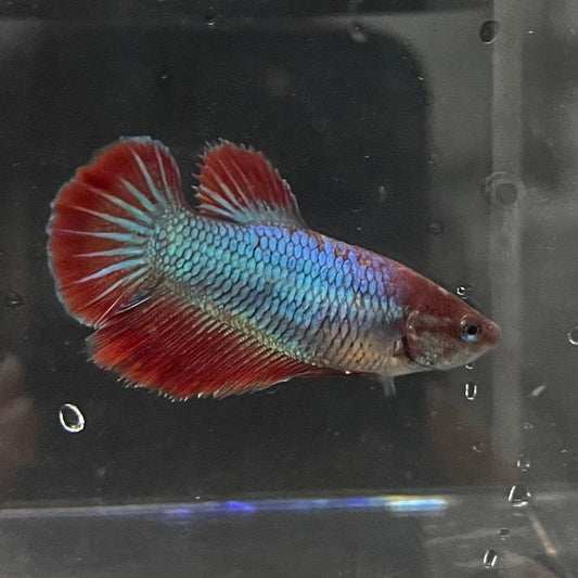 the-fish-farm Female Betta Female Betta - One Only - K Choose your own Female Betta at The Fish Farm Australia