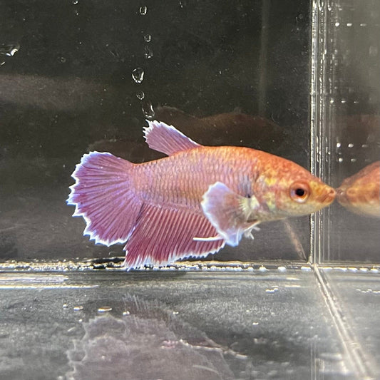 the-fish-farm Female Betta Female Betta - One Only - K Choose your own Female Betta at The Fish Farm Australia