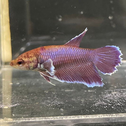 the-fish-farm Female Betta Female Betta - One Only - K Choose your own Female Betta at The Fish Farm Australia