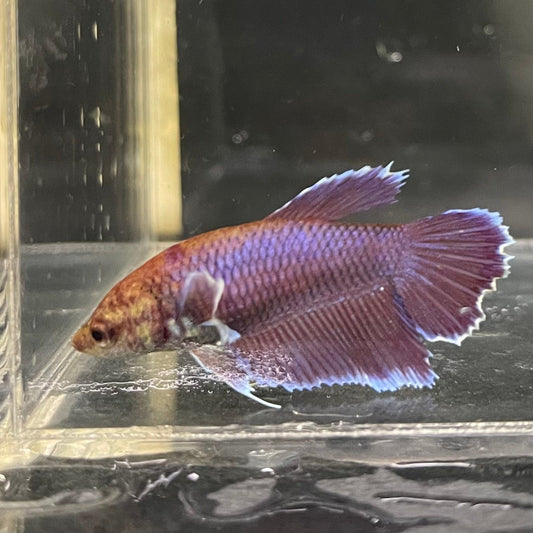 the-fish-farm Female Betta Female Betta - One Only - K Choose your own Female Betta at The Fish Farm Australia