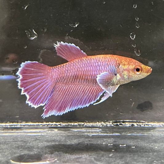 the-fish-farm Female Betta Female Betta - One Only - K Choose your own Female Betta at The Fish Farm Australia