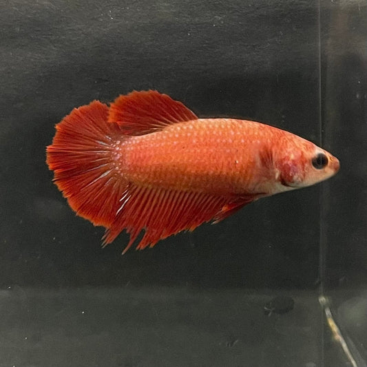 the-fish-farm Female Betta Female Betta - One Only - K Choose your own Female Betta at The Fish Farm Australia