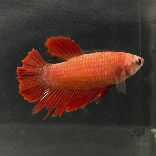 the-fish-farm Female Betta Female Betta - One Only - K Choose your own Female Betta at The Fish Farm Australia