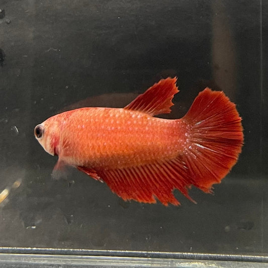 the-fish-farm Female Betta Female Betta - One Only - K Choose your own Female Betta at The Fish Farm Australia