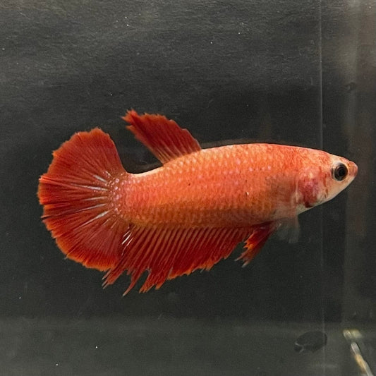 the-fish-farm Female Betta Female Betta - One Only - K Choose your own Female Betta at The Fish Farm Australia