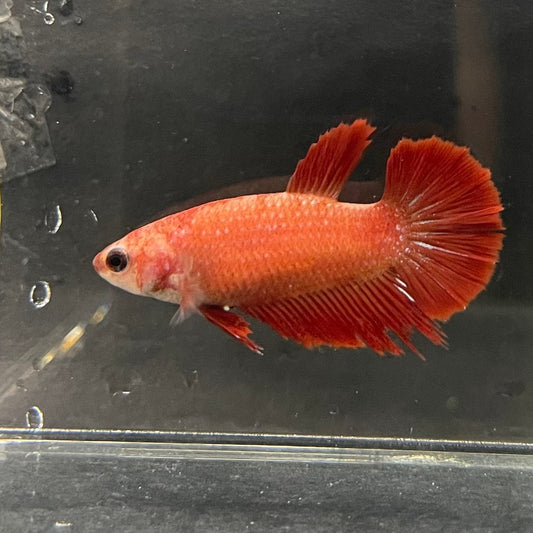 the-fish-farm Female Betta Female Betta - One Only - K Choose your own Female Betta at The Fish Farm Australia